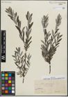 Foto von Salix repens subsp. rosmarinifolia (L.) Andersson